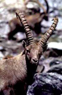 Portrait d'un bouquetin alpin