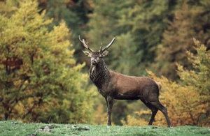 Cerf majestueux, splendide