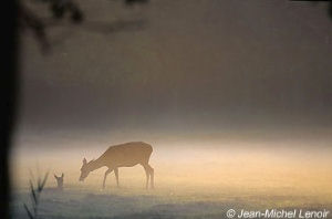 Biche et faon, dans le brouillard