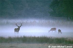 La famille dans le brouillard