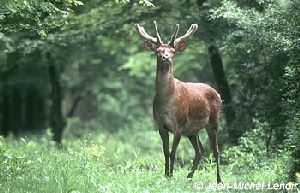 Cerf dans la foret