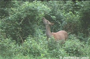 Biche mangeant dans la foret