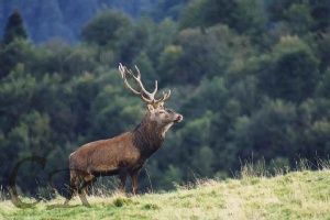 Cerf mle dans la clairire