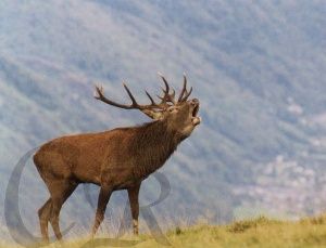 Le brame du Cerf