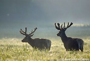 Cerfs dans la prairie