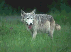 Loup dans la prairie