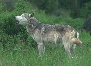 Loup dans la clairire