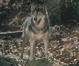 Loup sur le chemin