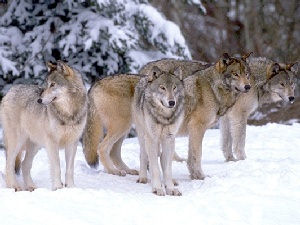 Meute dans la neige