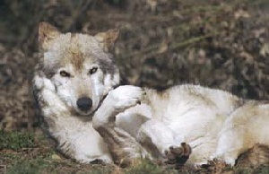 Loup allong, ventre en l'air