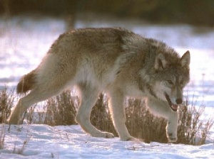 Loup marchand dans la neige