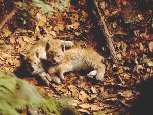 Bb lynx