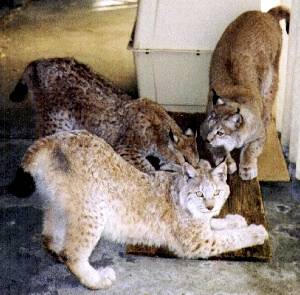 3 lynx domestius ?