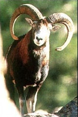 Mouflon qui c'est celui l !