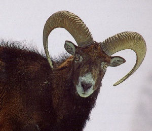 Mouflon les yeux dans les yeux !