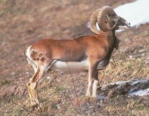 Mouflon, tte en l'air et surveillant.