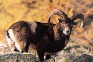 Mouflon inquiet