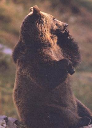 Ours assis faon penseur de Rodin