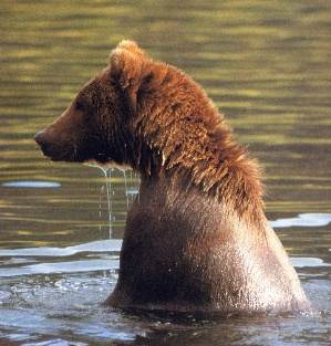 Ours, un petit bain