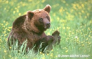 Ours assis dans l'herbe