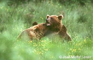 Combat d'ours ou jeux ?!?