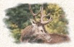 Photo Cerf