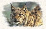 Photo lynx