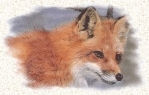 Photo renard