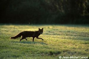 Le goupil  la chasse dans le pr