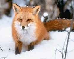 Renard marchant dans la neige