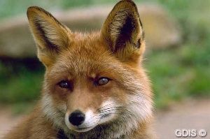 Tte de renard