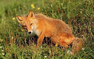 Regard de renard, la ruse
