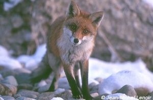 Renard dans la neige, en face  face