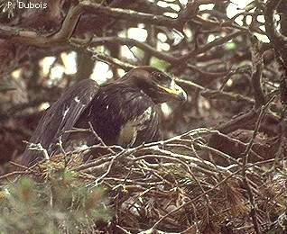 Aigle royal dans arbre