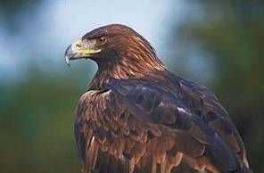 Aigle royal dans arbre