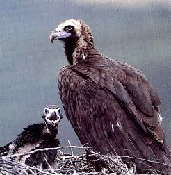 Vautour moine adulte avec un jeune