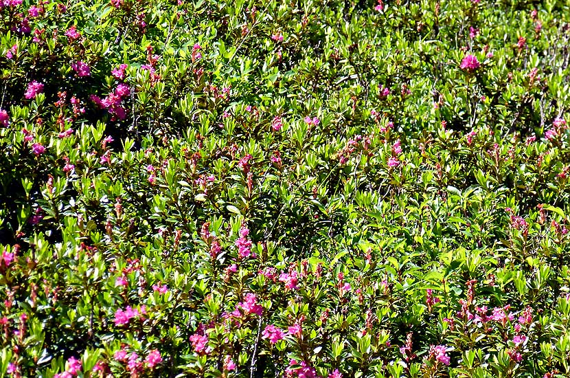 Un champ de rhododendron
