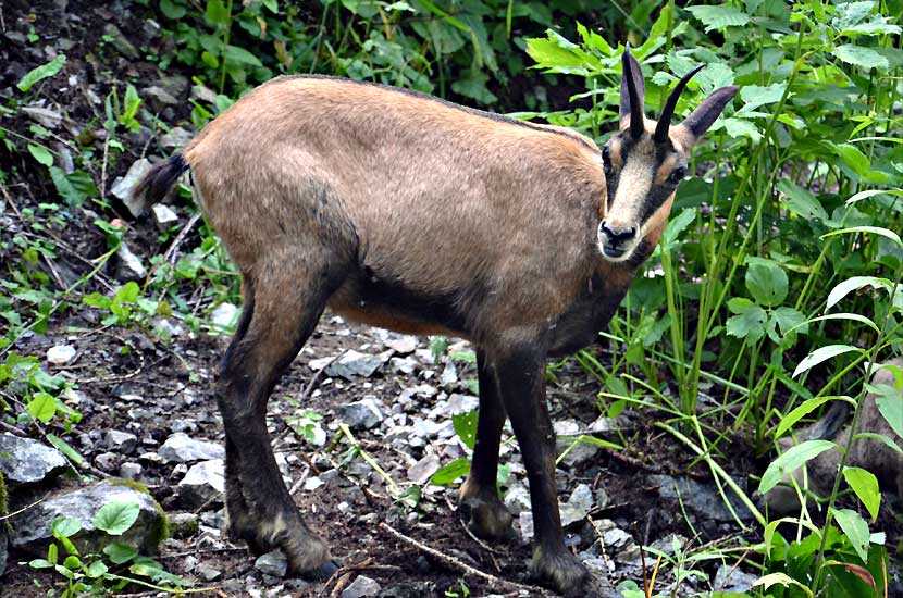 Une madame chamois
