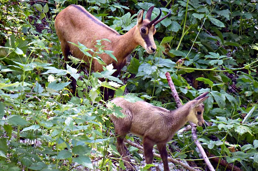 Une madame chamois