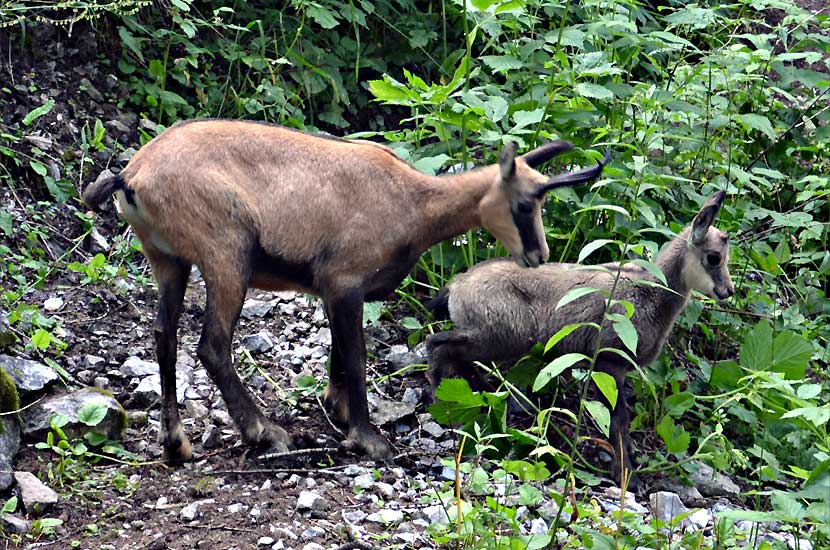 Une madame chamois et son cabri