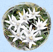 Edelweiss