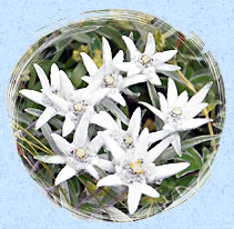 Edelweiss