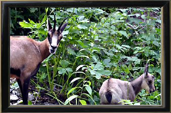 Chamois et Cabri