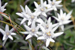 Edelweiss