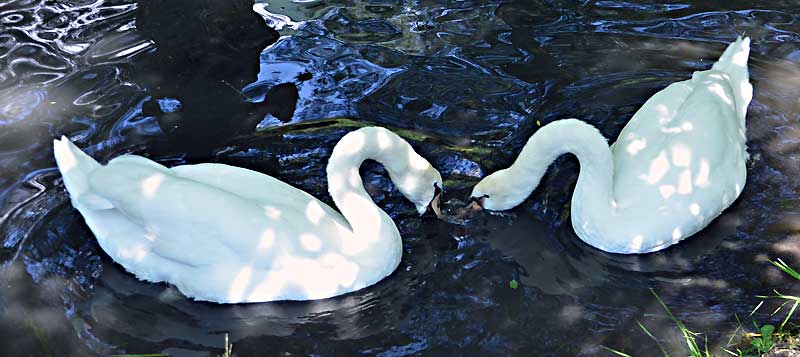 Fais moi un cygne