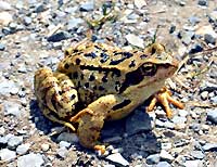 Grenouille Rousse