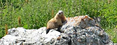 Marmotte italienne