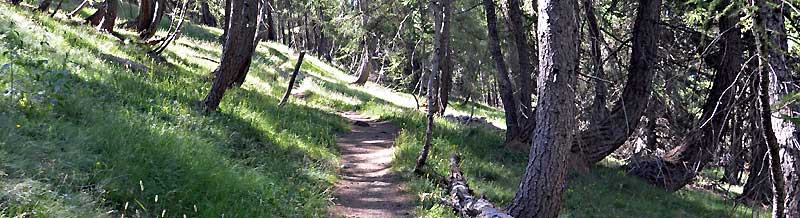 Chemin en sous bois