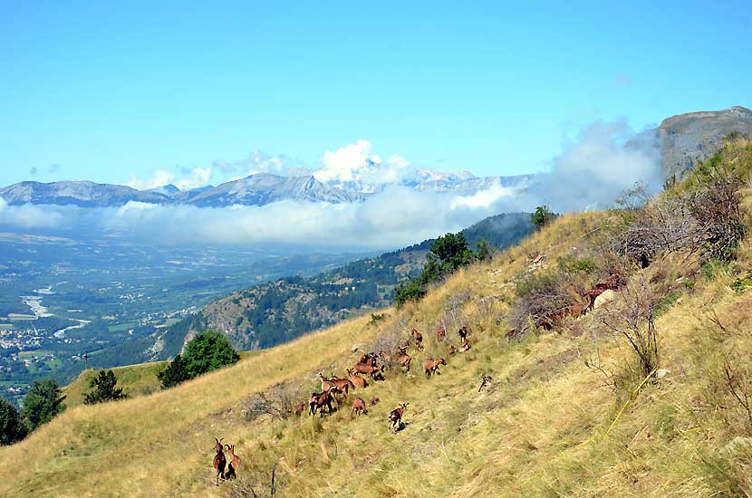 Troupeau de chvres