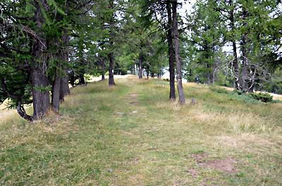 Sentier en sous bois